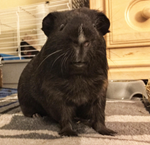 Photo of Frank Roscoe